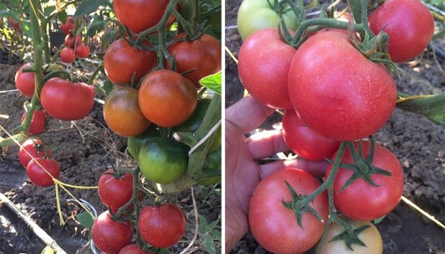 Правильная посадка семян помидоров на рассаду